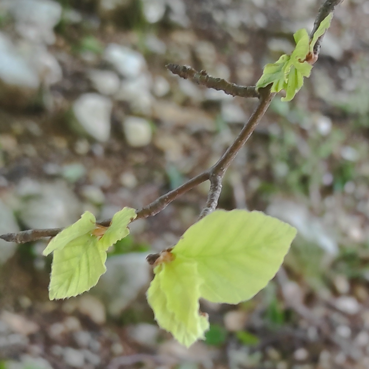 Gemmothérapie Hetre - 30ml