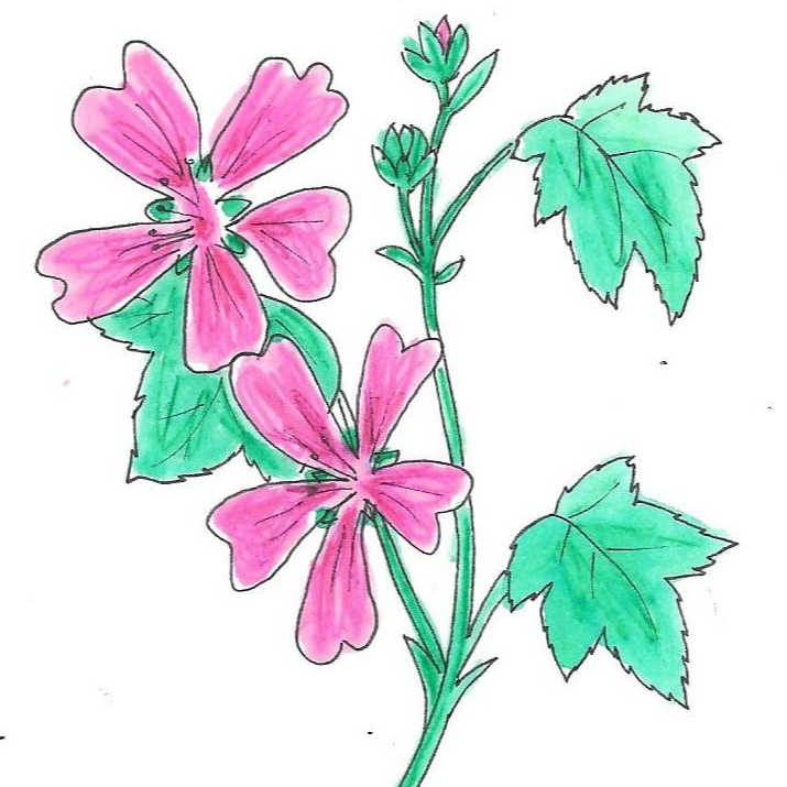 Mauve sylvestre - 30ml