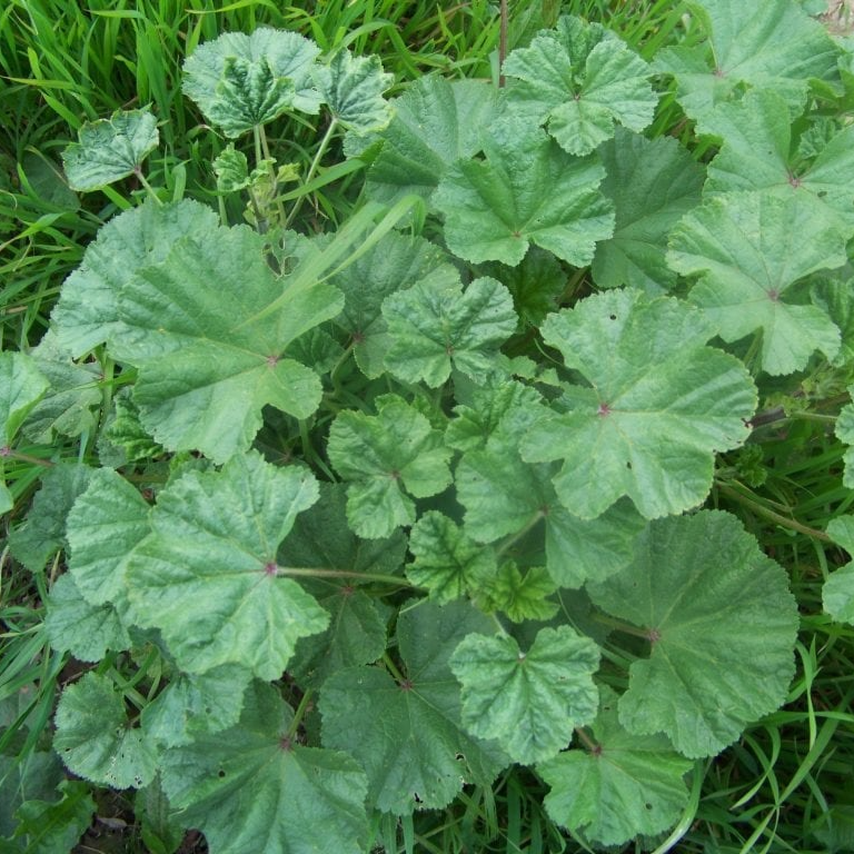 Feuilles de Mauve (par 25)