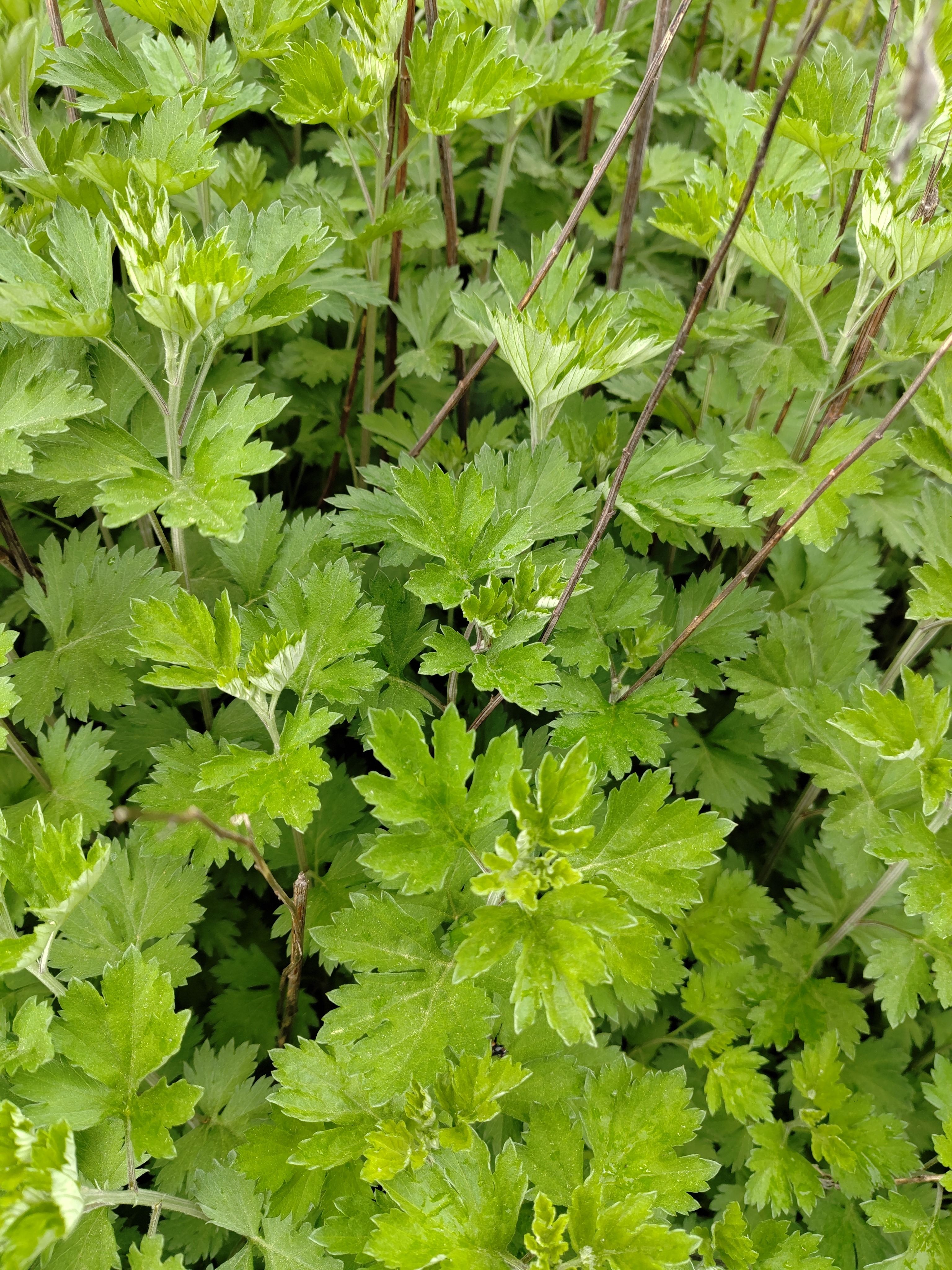 Artemesia annua fraîche botte