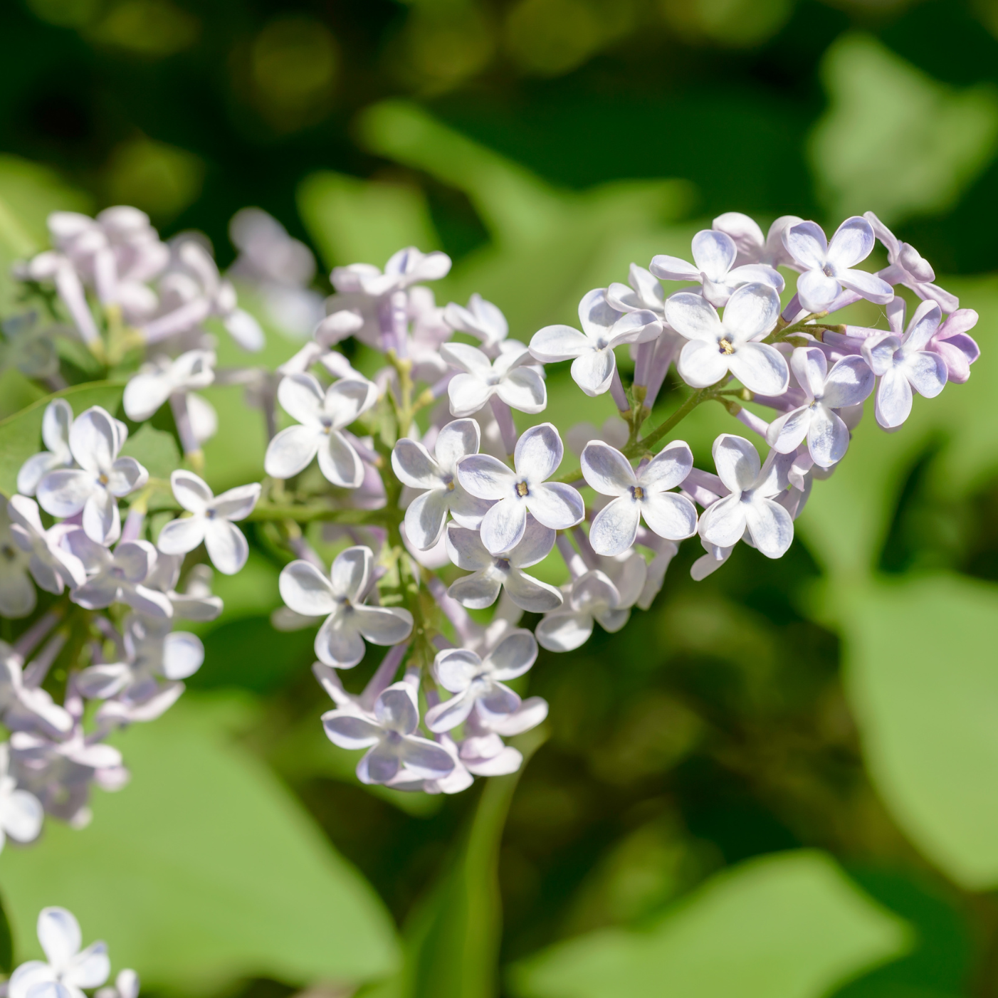 lilas commun blanc, Syringa Madame Florent Stepman