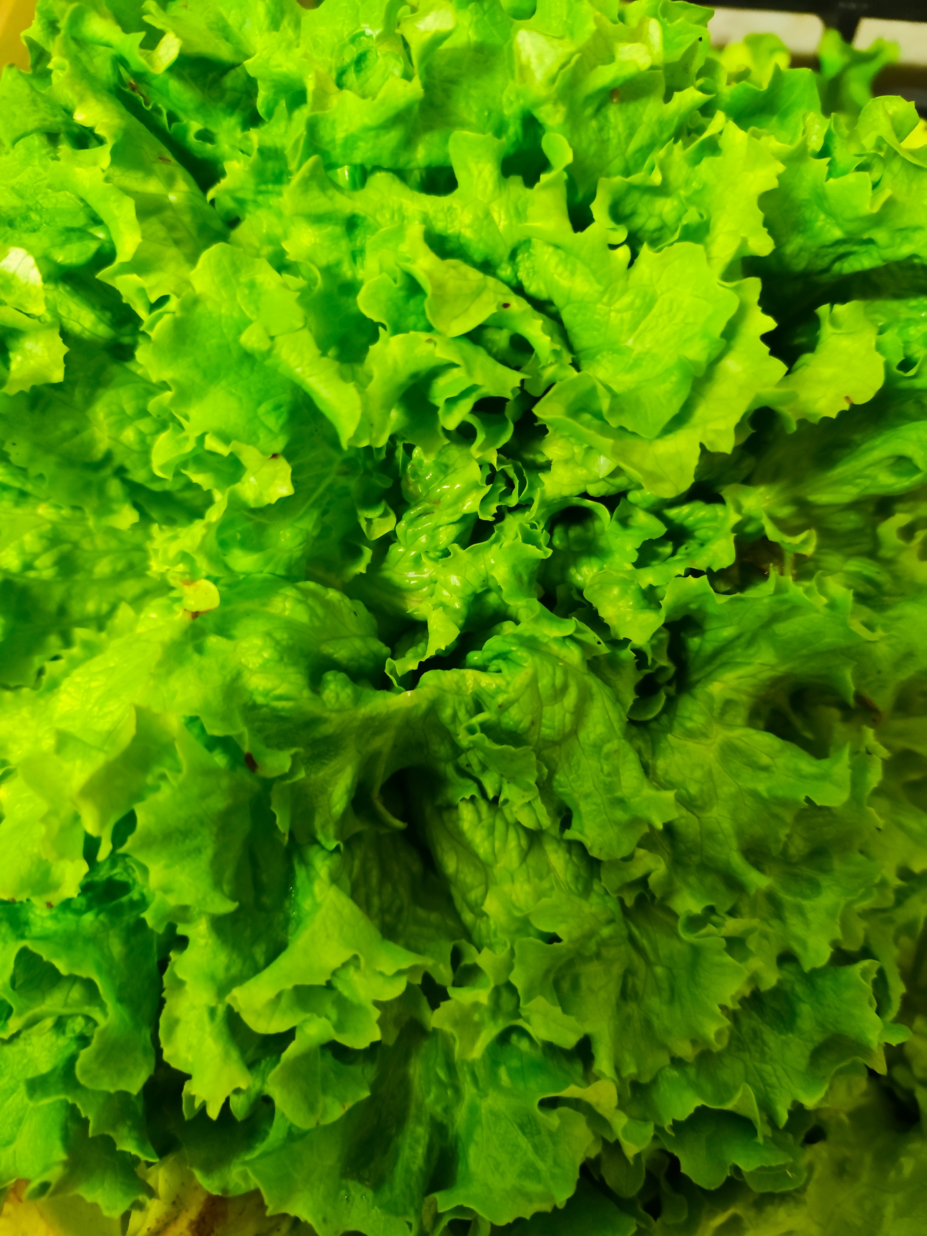 Salade  Batavia Verte 1 PIECE