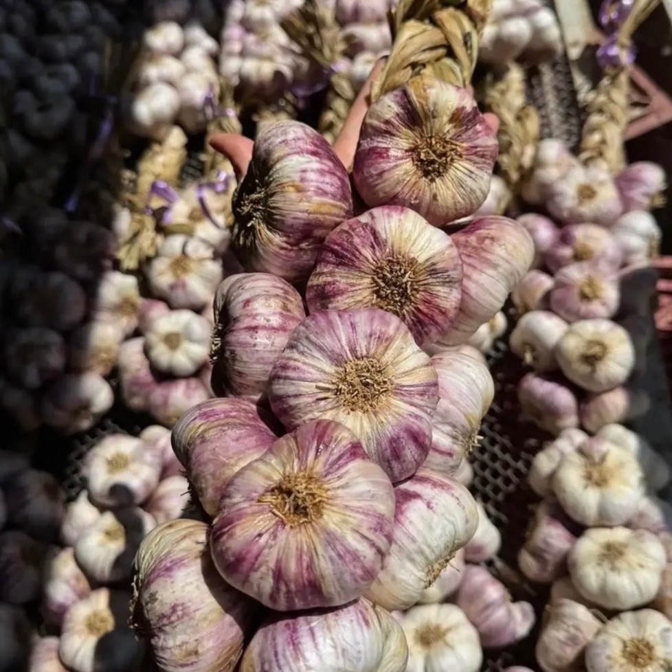 Ail violet en tresse direct producteur 1kg