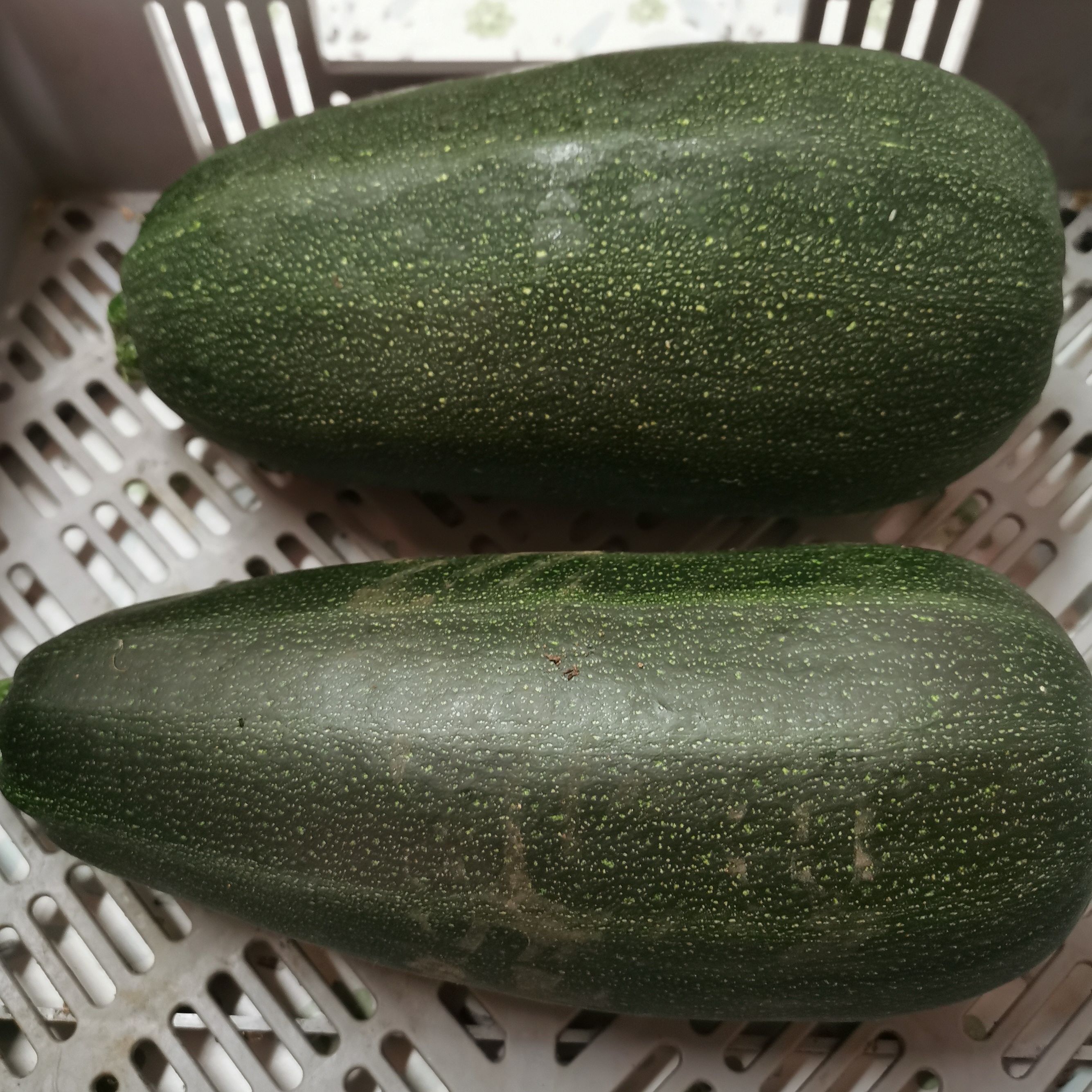 Courgette Grosse