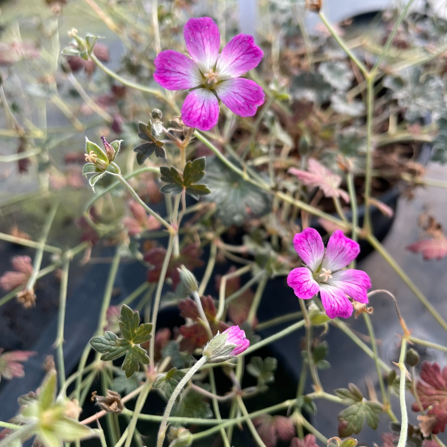 Geranium ‘Orkney Cherry’