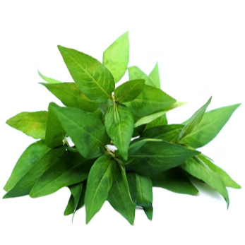 Bouquet - Coriandre vietnamienne - 40g