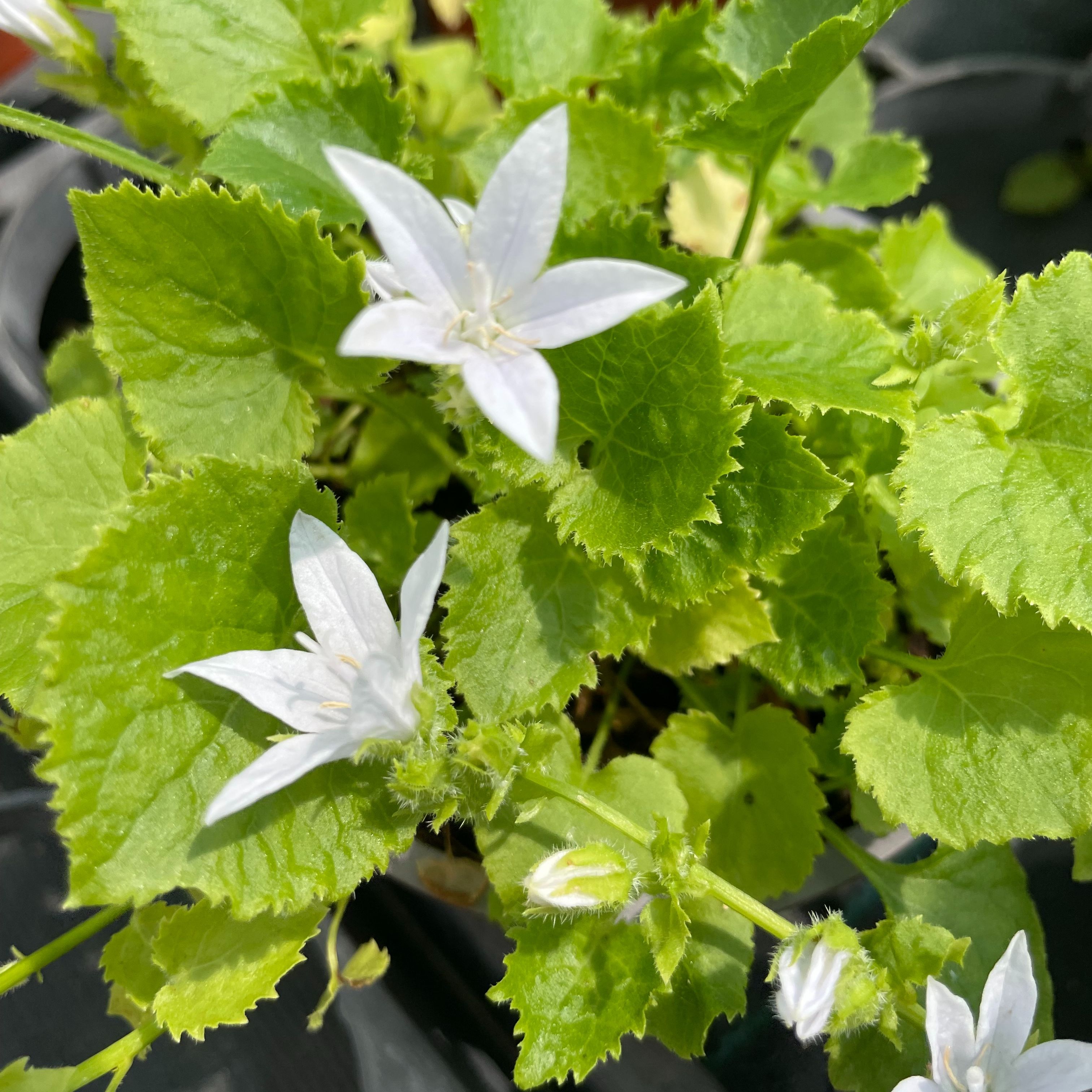 Campanula poscharskyana 'E.H. Frost'