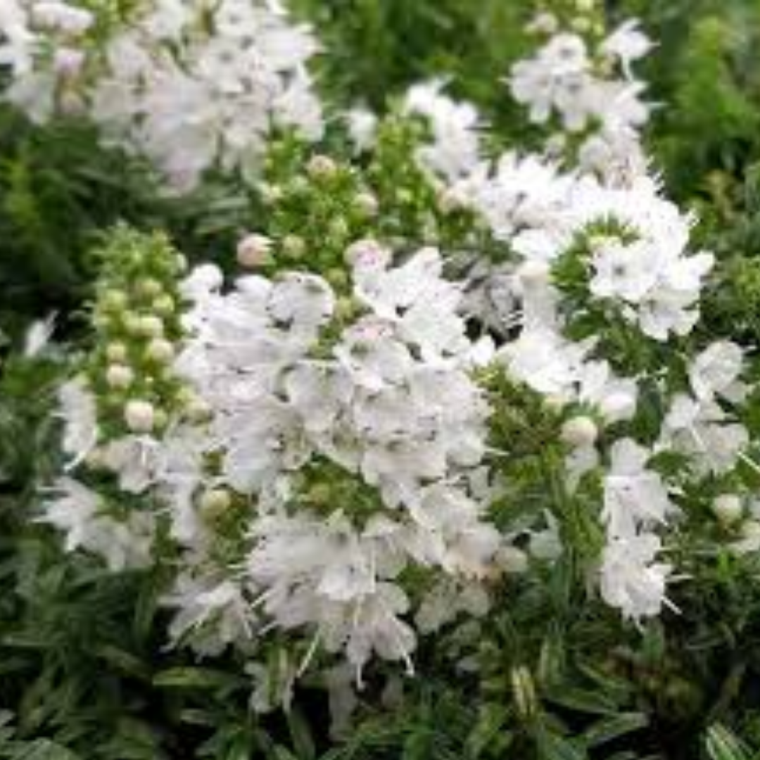 Satureja ‘Spicigera’