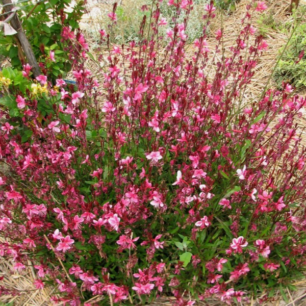 Gaura de Lindheimer en mélange en pot 1 litre