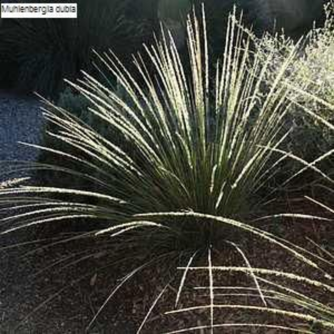 Muhlenbergia Dubia