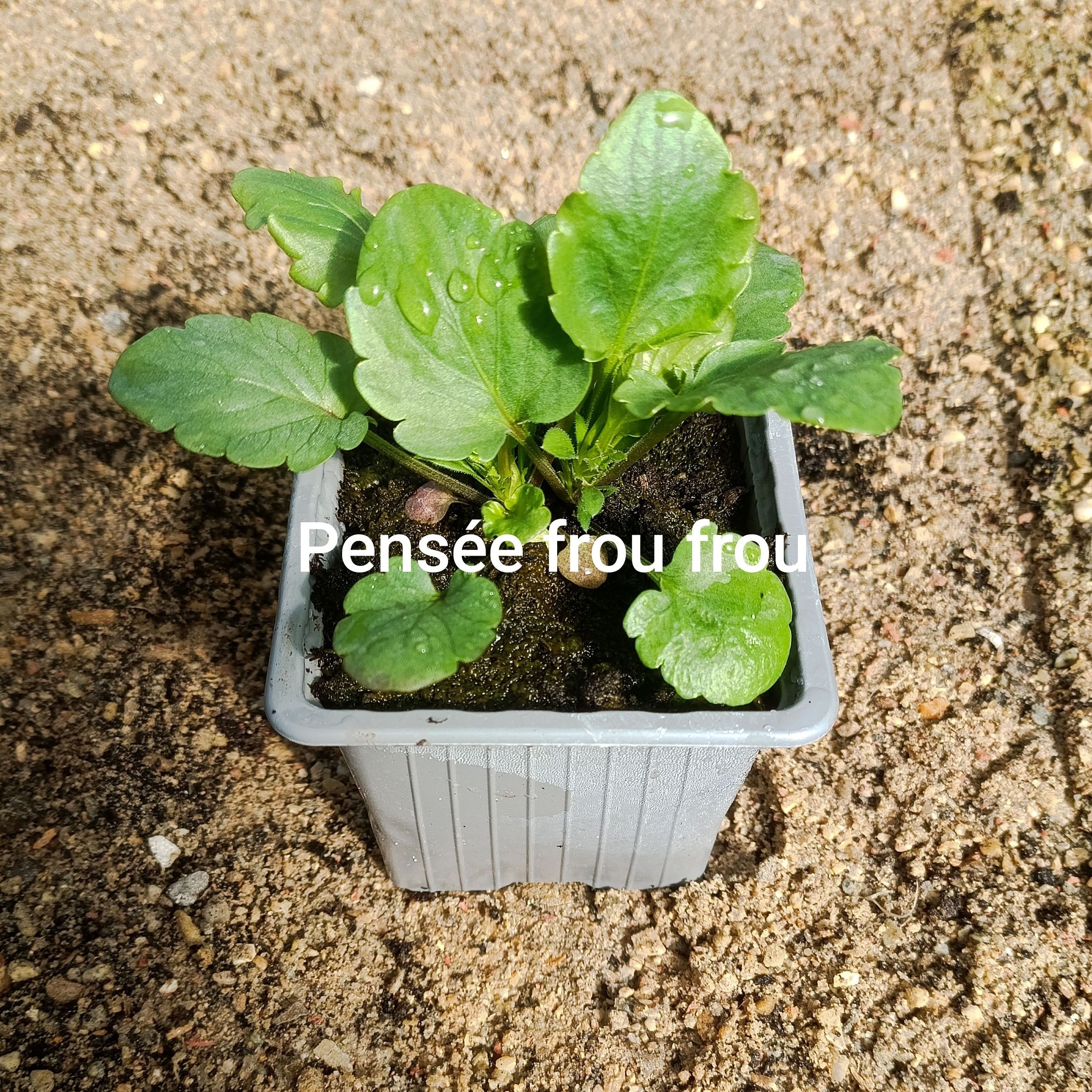 Plant fleur comestible - pensée frou frou