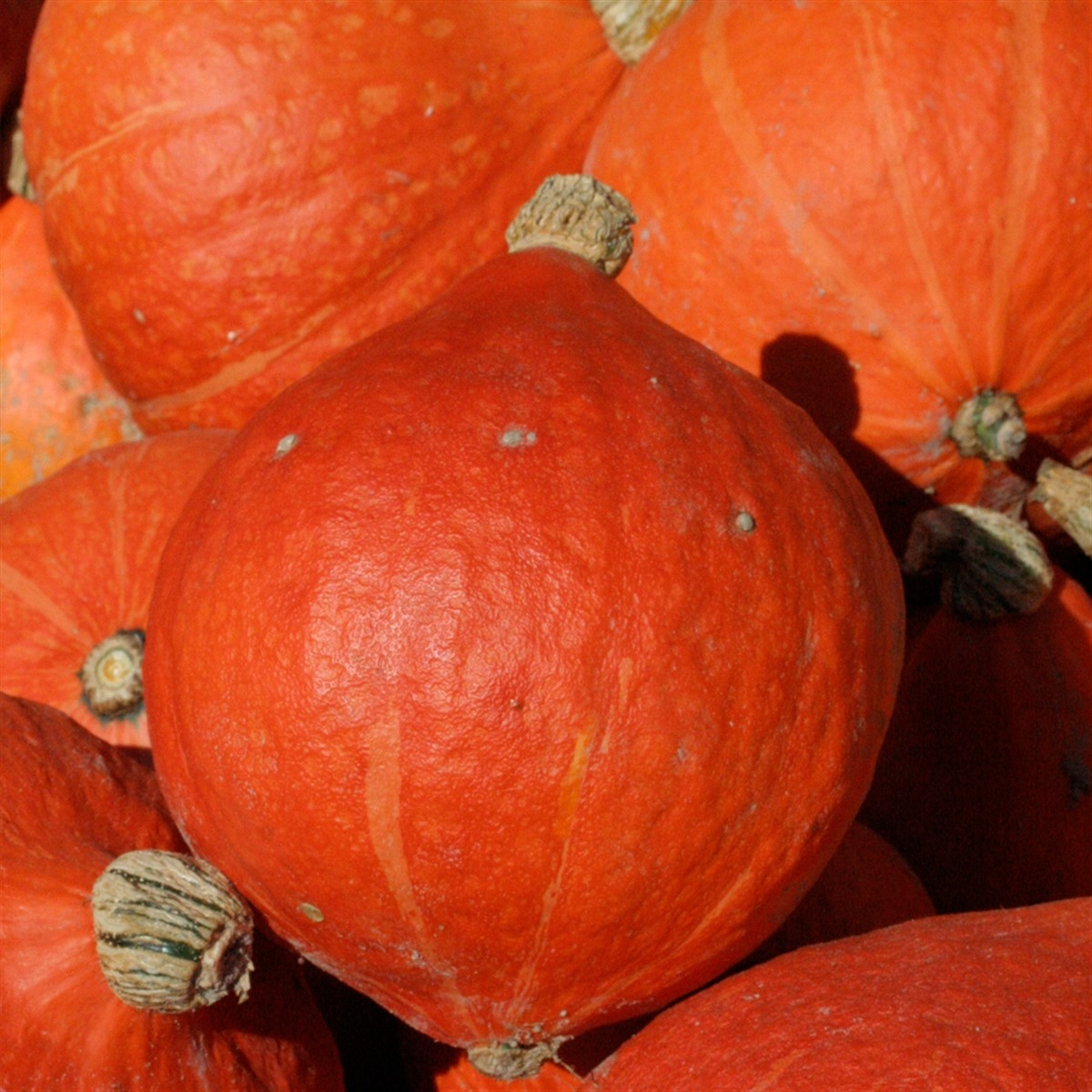 Courge potimarron Red Kuri en godet 8 cm