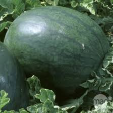 Pastèque Sugar baby en godet 8 cm