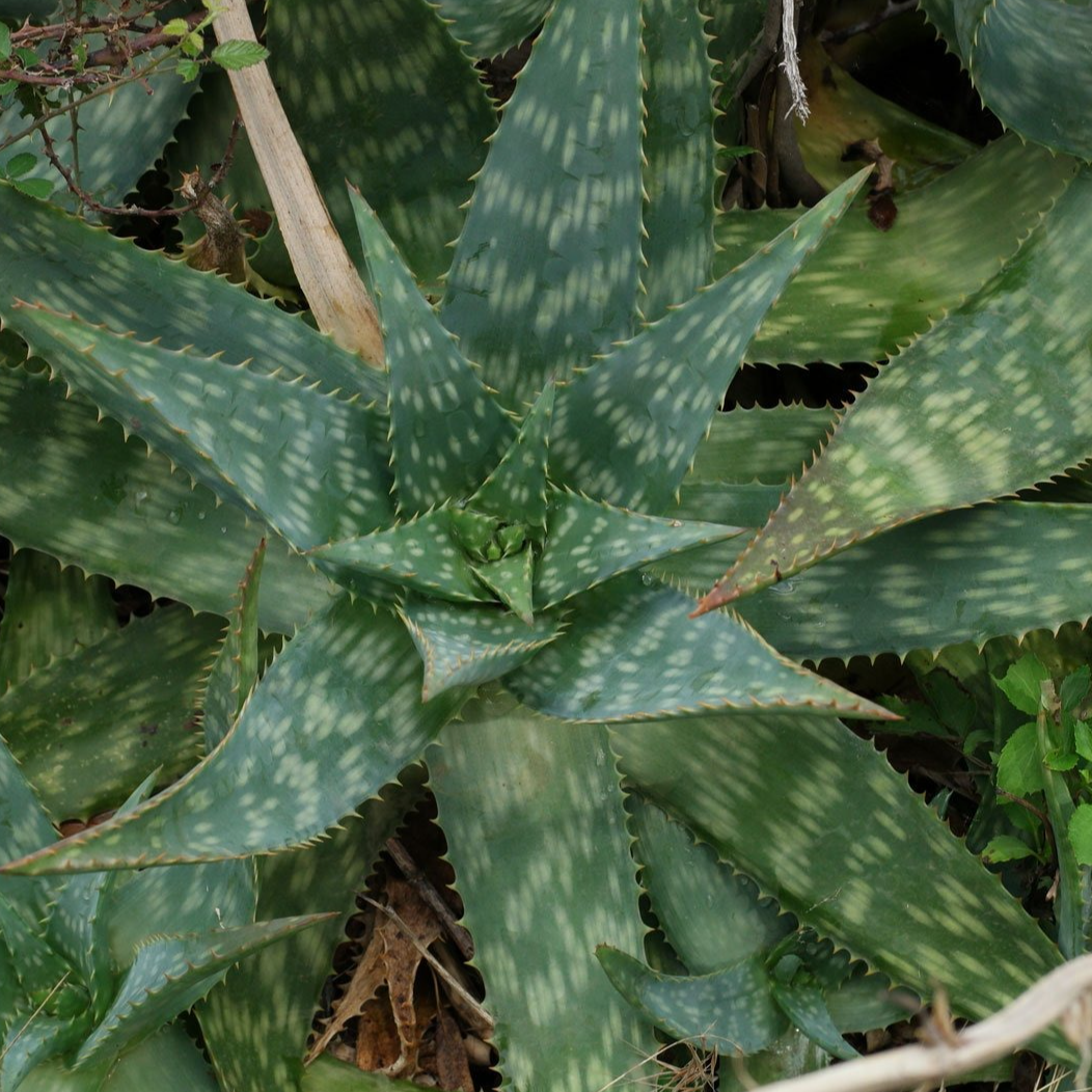 Aloé maculé en pot 12 cm