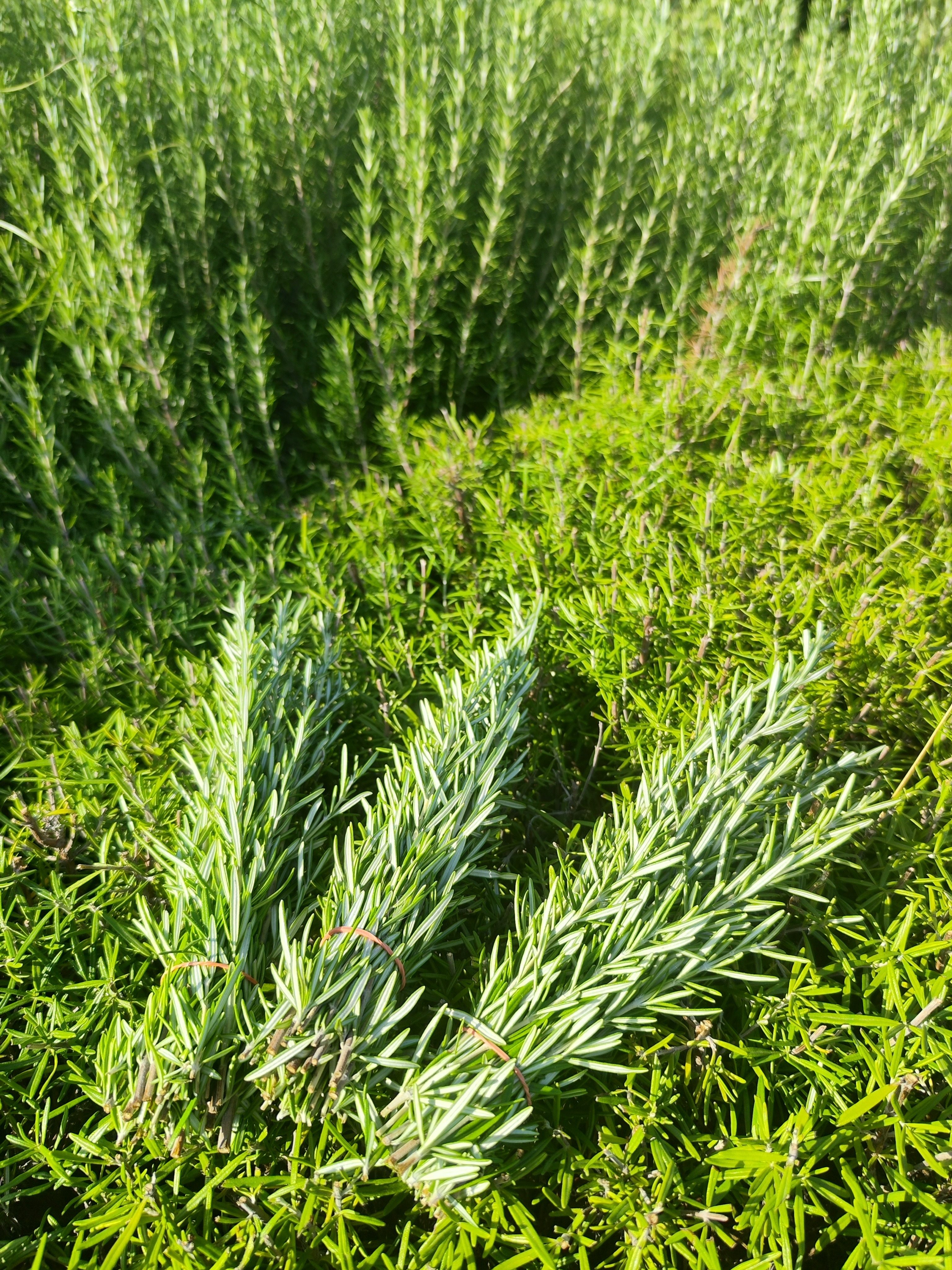 Romarin Bio - Botte - 80g