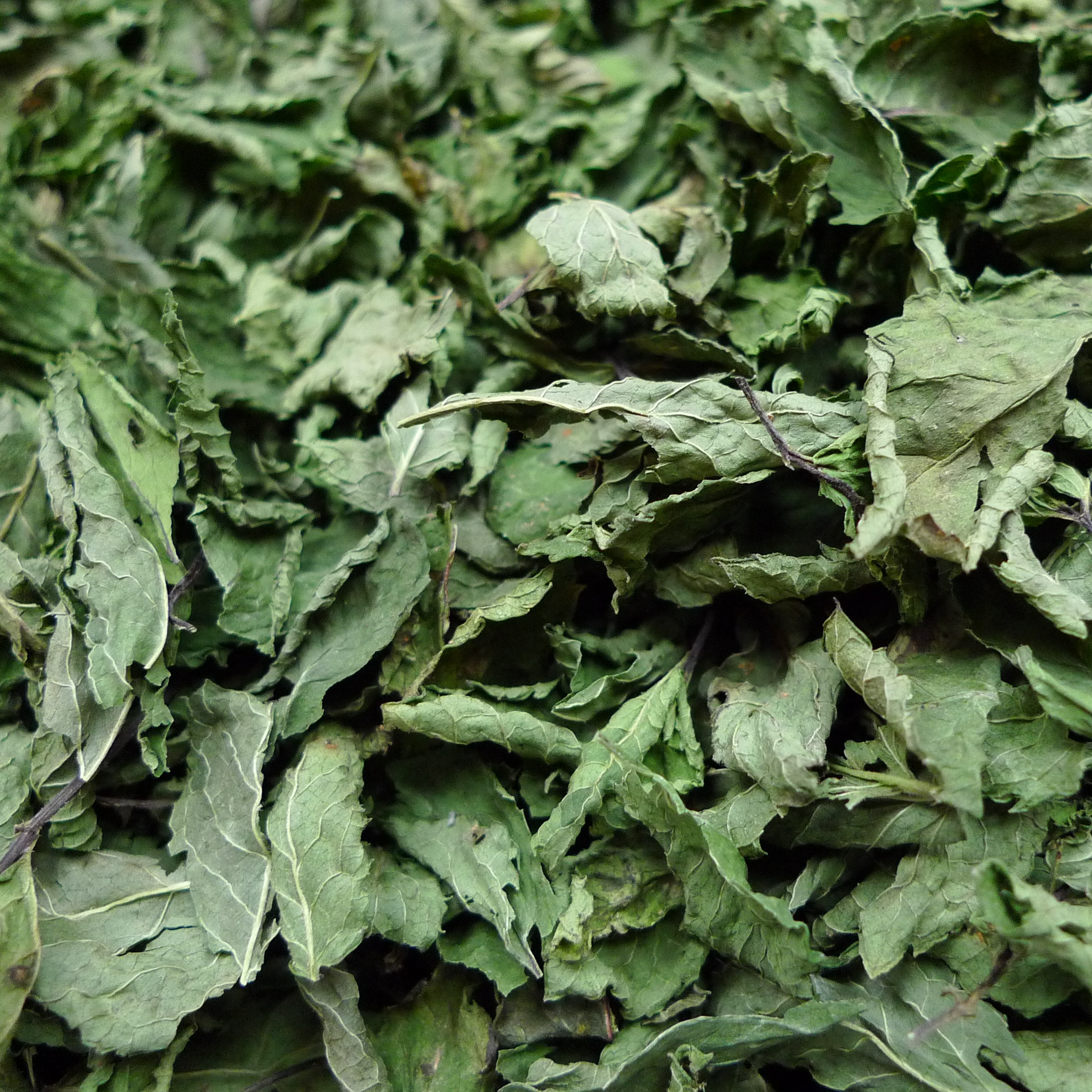 Menthe marocaine - 15g