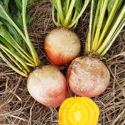 Betterave jaune botte