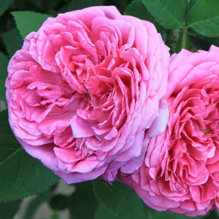 Eau florale de Rose - 100ml