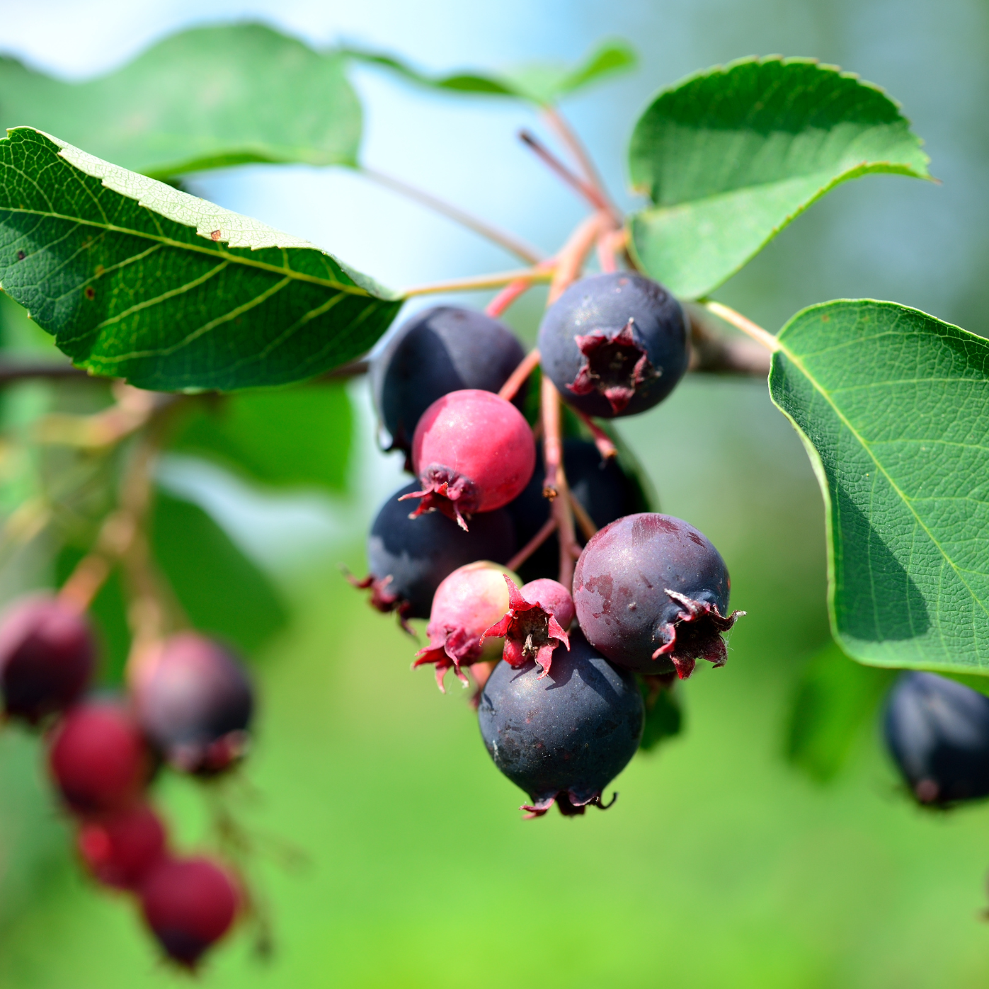 Amélanchier à feuilles d'Aulnes - 3l