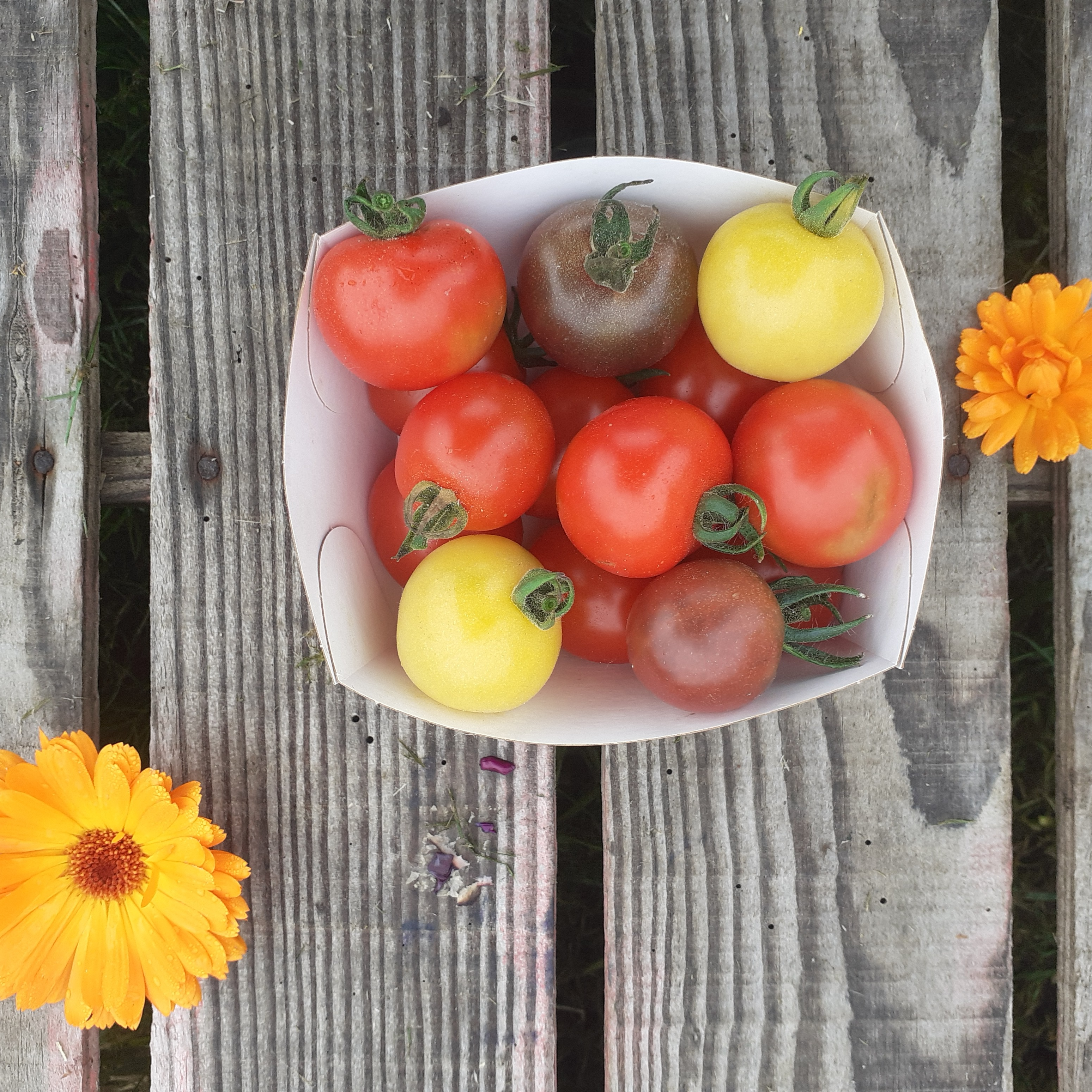 Tomate cerise en mélange - 300g