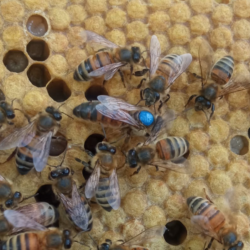 Reine Buckfast F1 sélectionnée Semaine 24