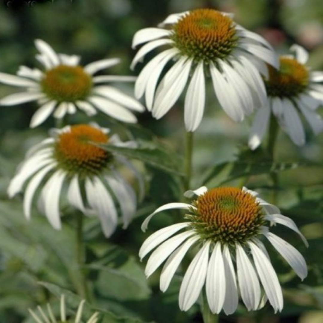 Echinacea pupurea ‘White Swan’