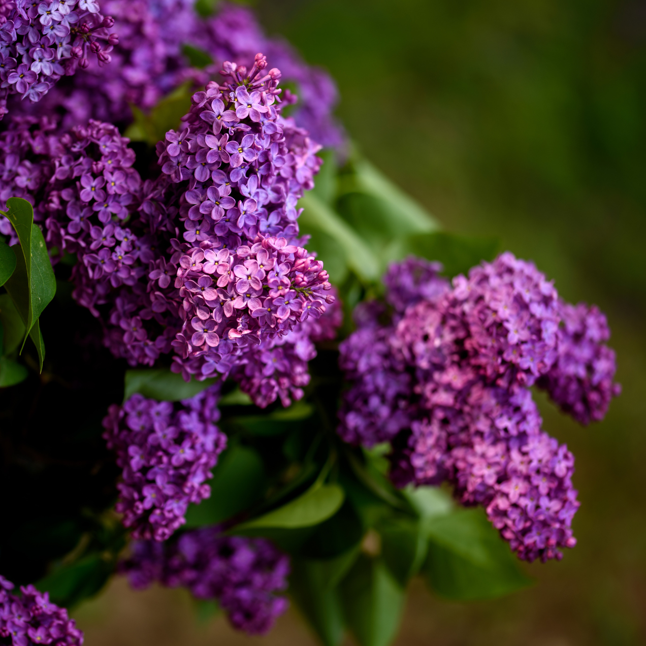 lilas commun mauve, Syringa vulgaris Charles Joly - 3l