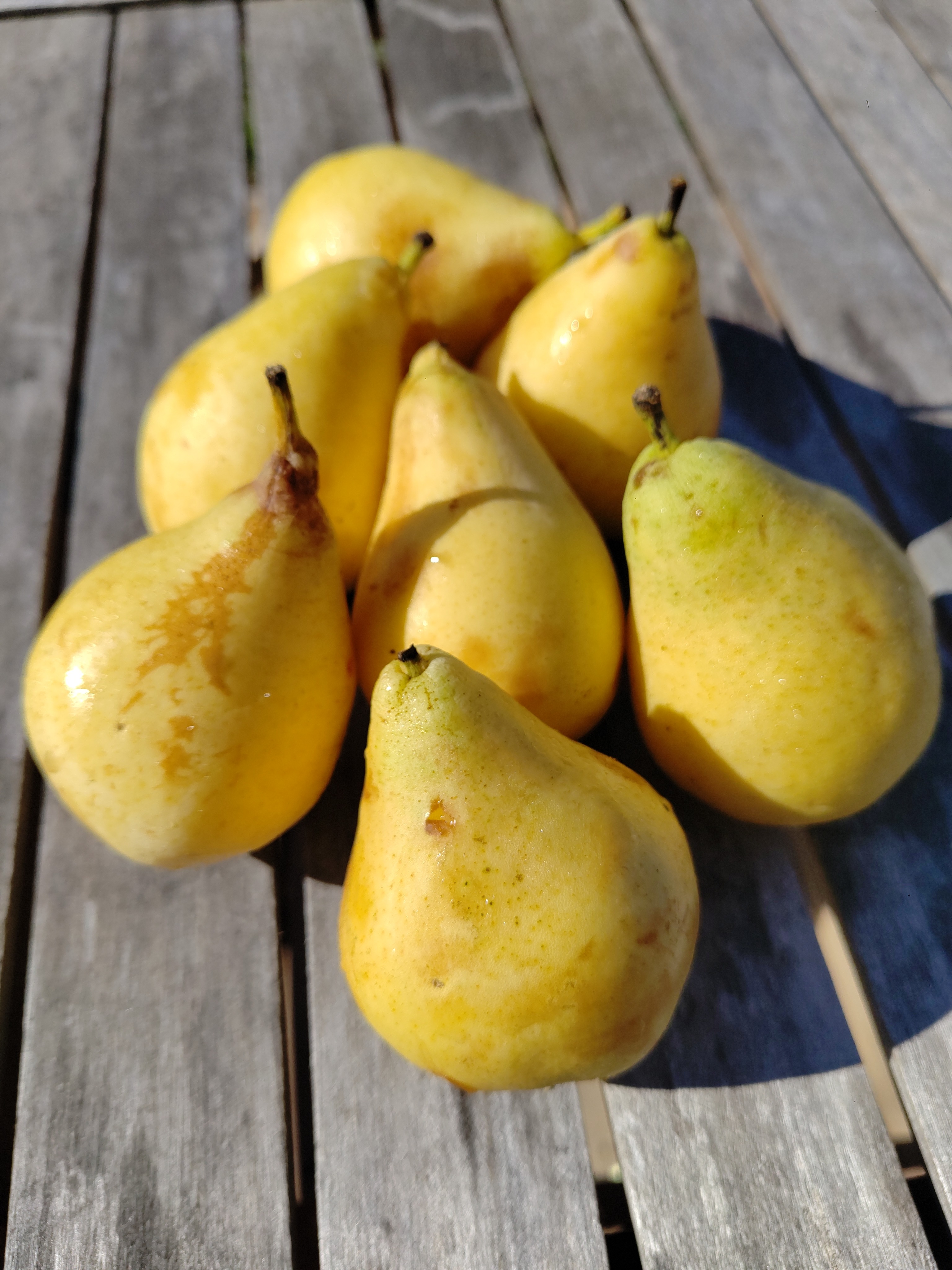 Poire petite "Harrow Sweet"