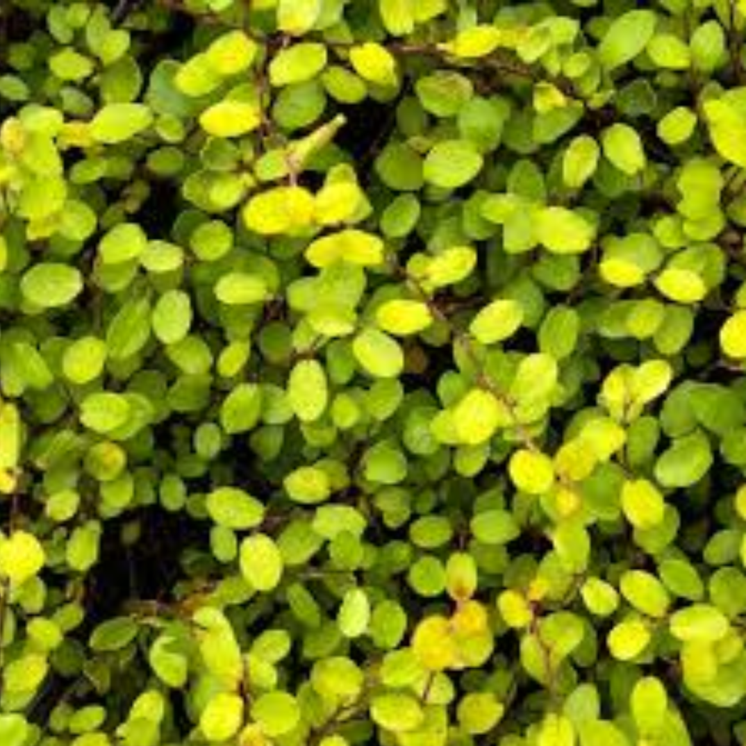 Muehlenbeckia complexa ‘Golden Gril’