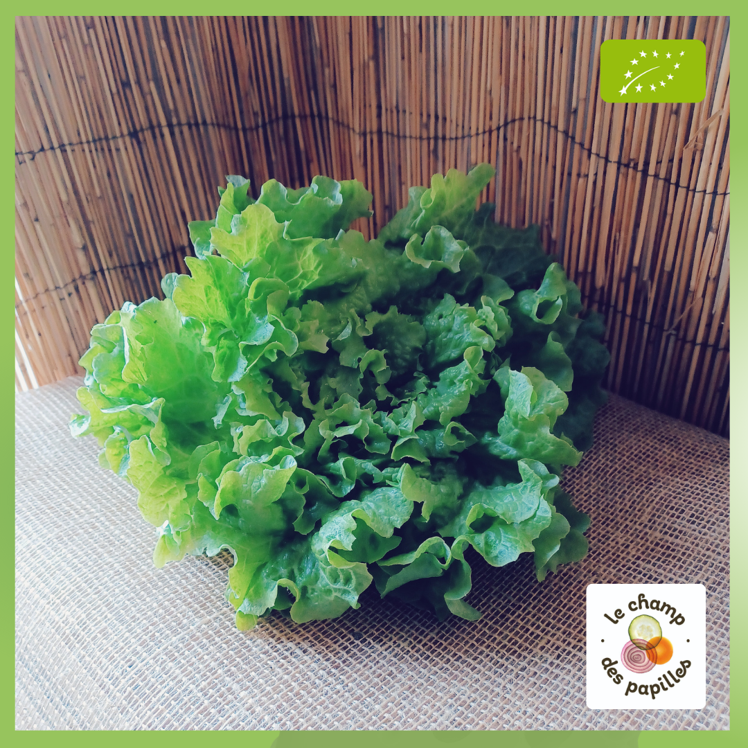 Salade Batavia - CHAMP PAPILLES