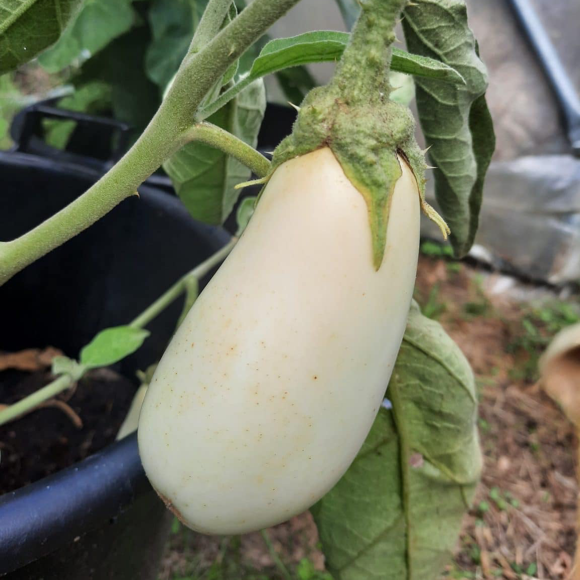 Plant d'Aubergine "Dourga"