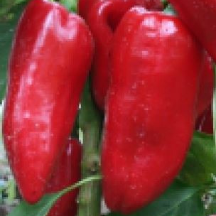 Poivron rouge 'Rosso Duemilla' - godet 8 cm