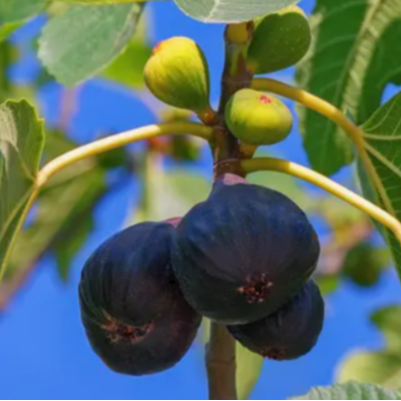 Figuier Noire de Bellone