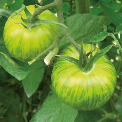 Plant Tomate Green Zebra - 300g