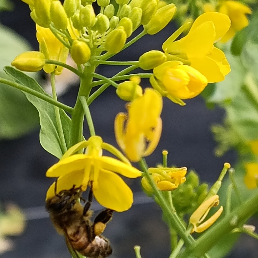 Fleurs de choux - Boîte