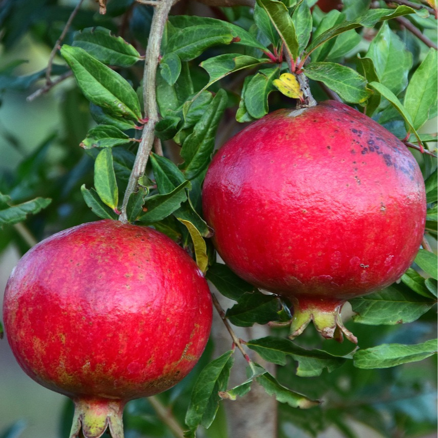 Grenadier Fina tendral - 3l