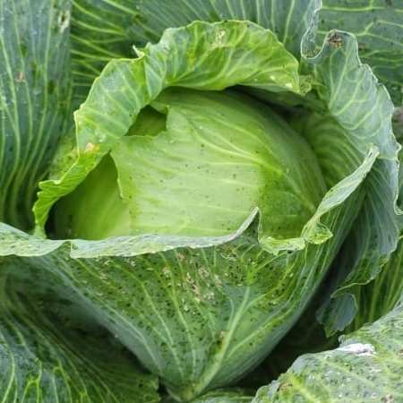 Chou blanc lisse