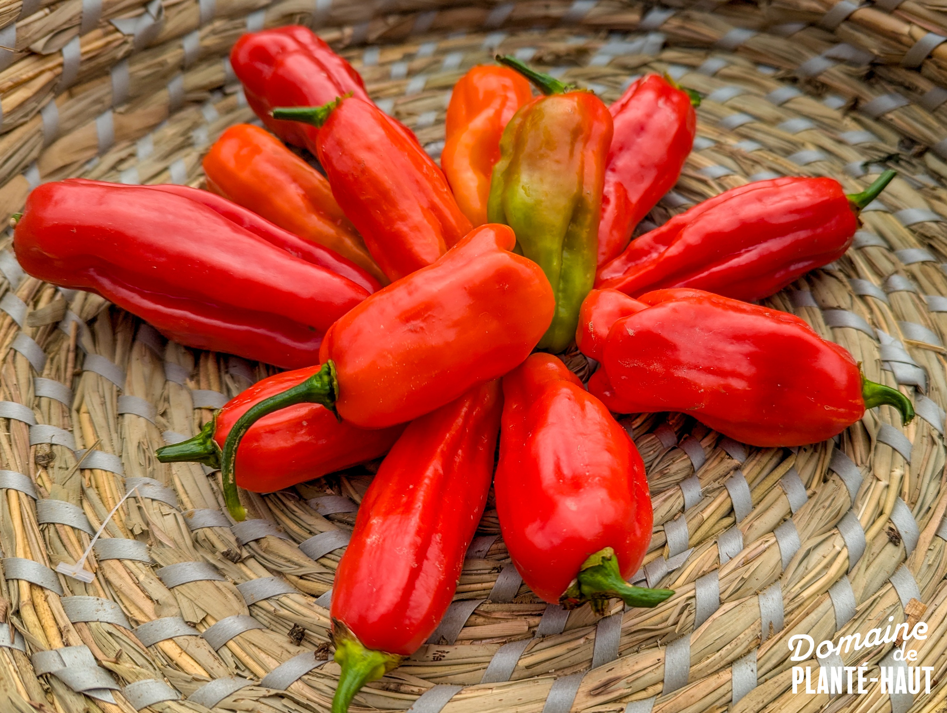 Piment végétarien (doux) - 100g