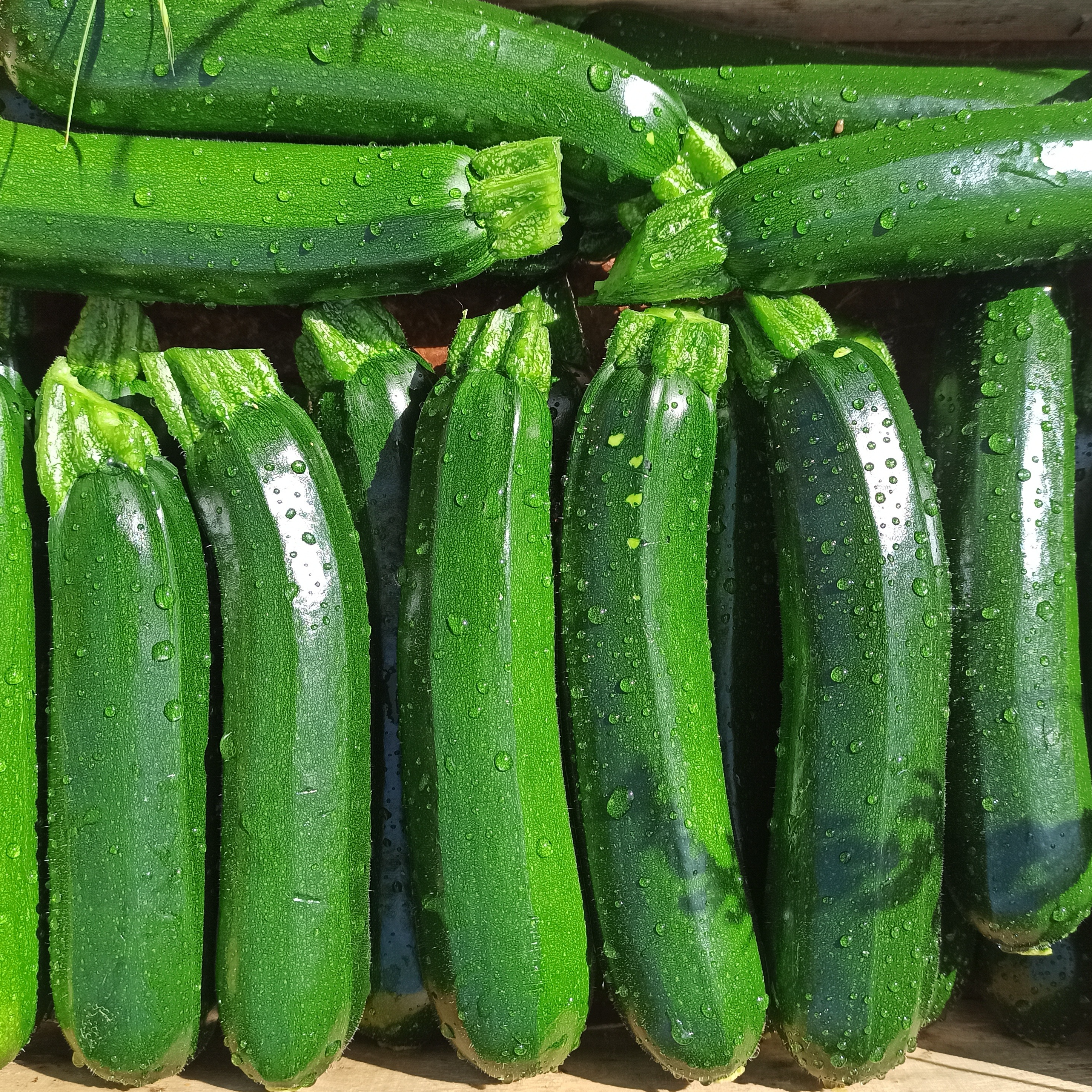 Courgette vertes