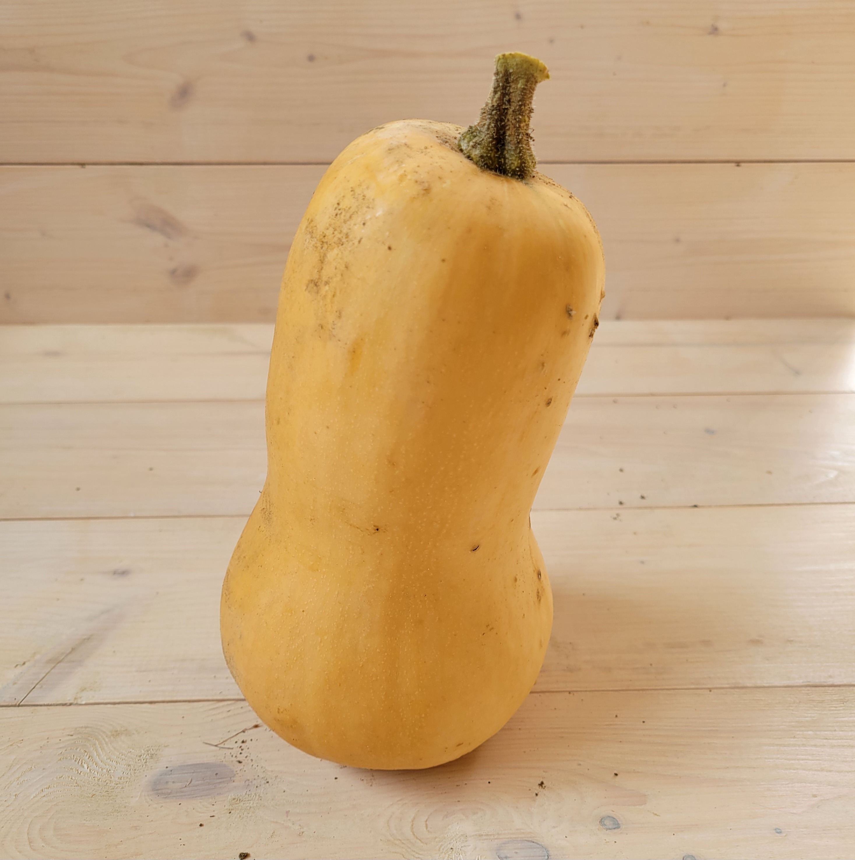 Courge Butternut
