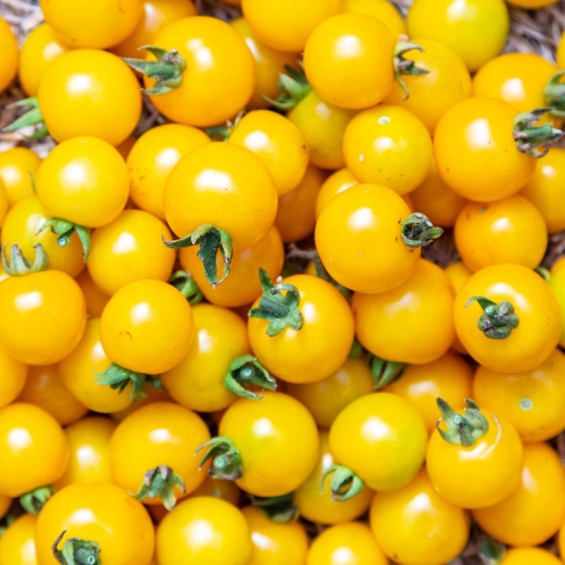 Plant de Tomate Cerise jaune Star Gold