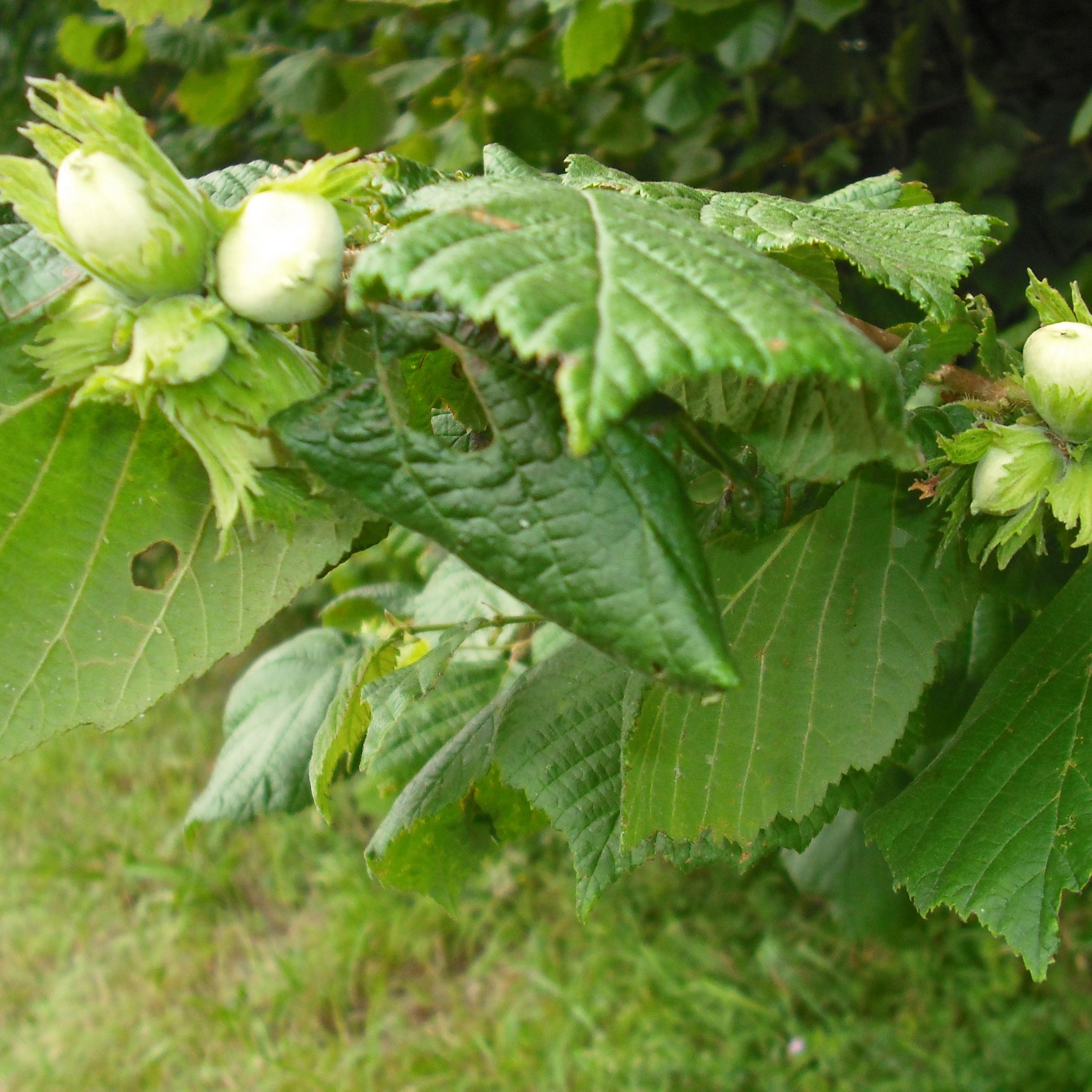 Noisetier (Corylus avellana) Nottingham