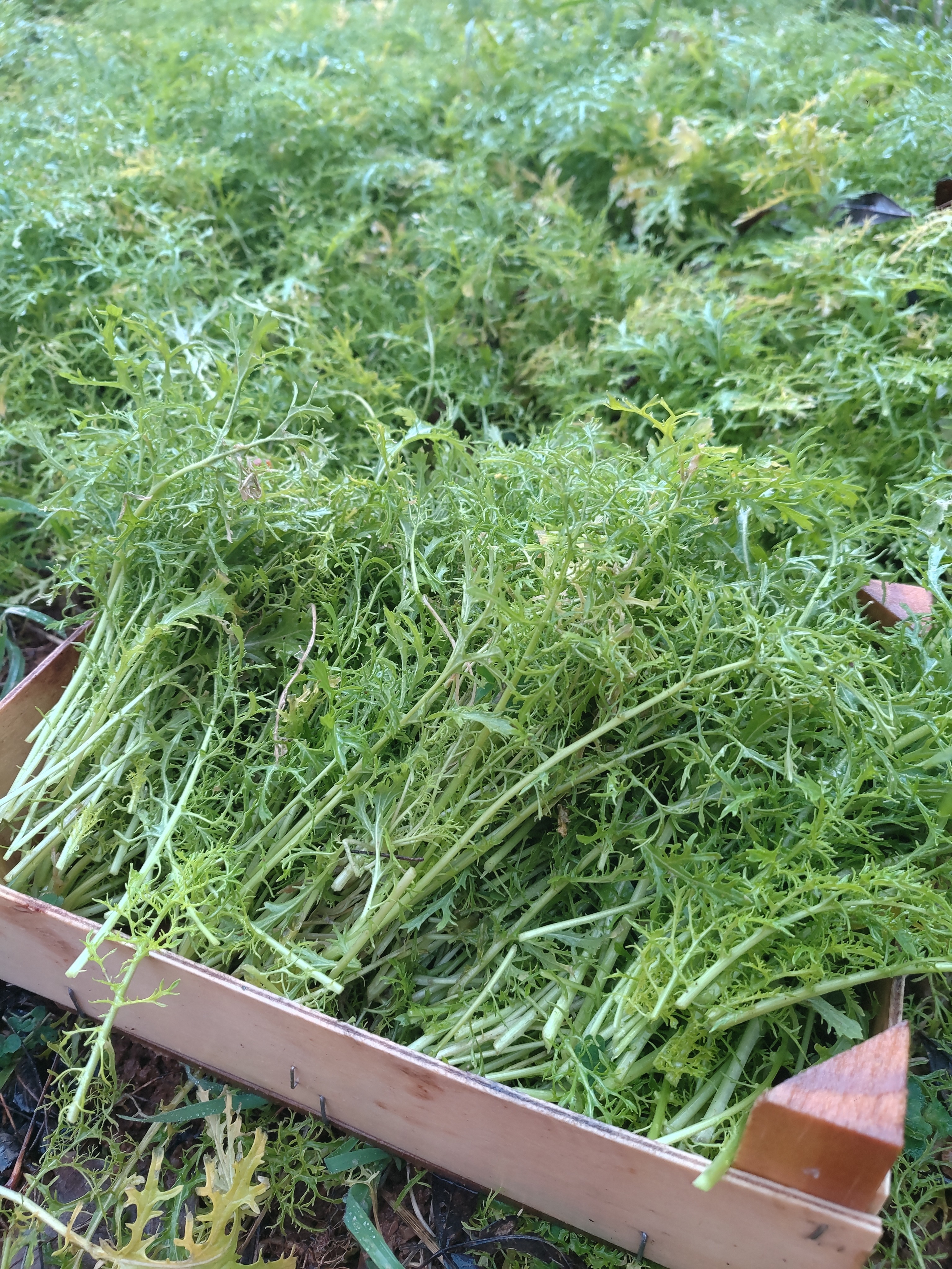 Moutarde Indienne piquante