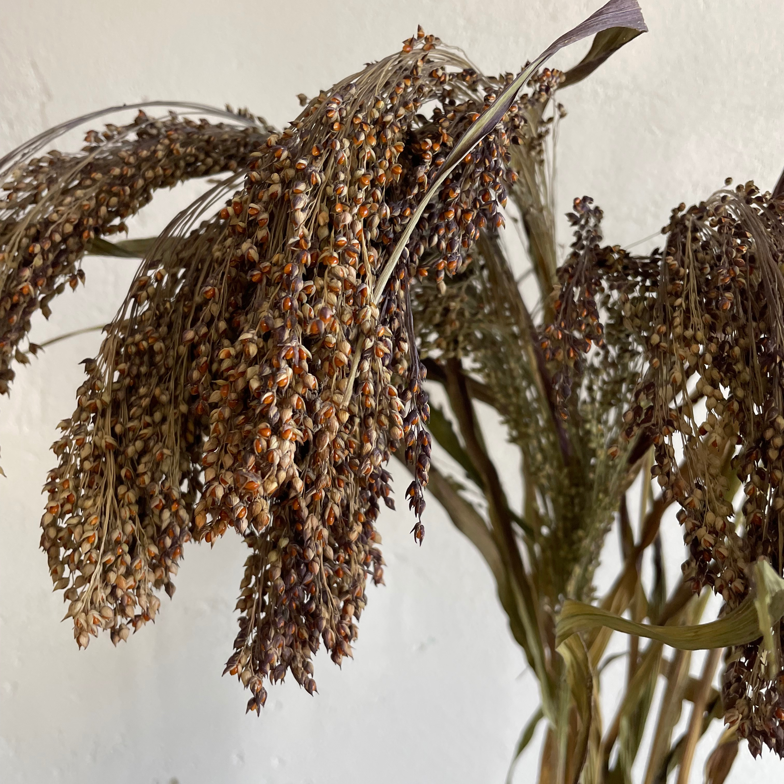 Panicum violaceum - 70g