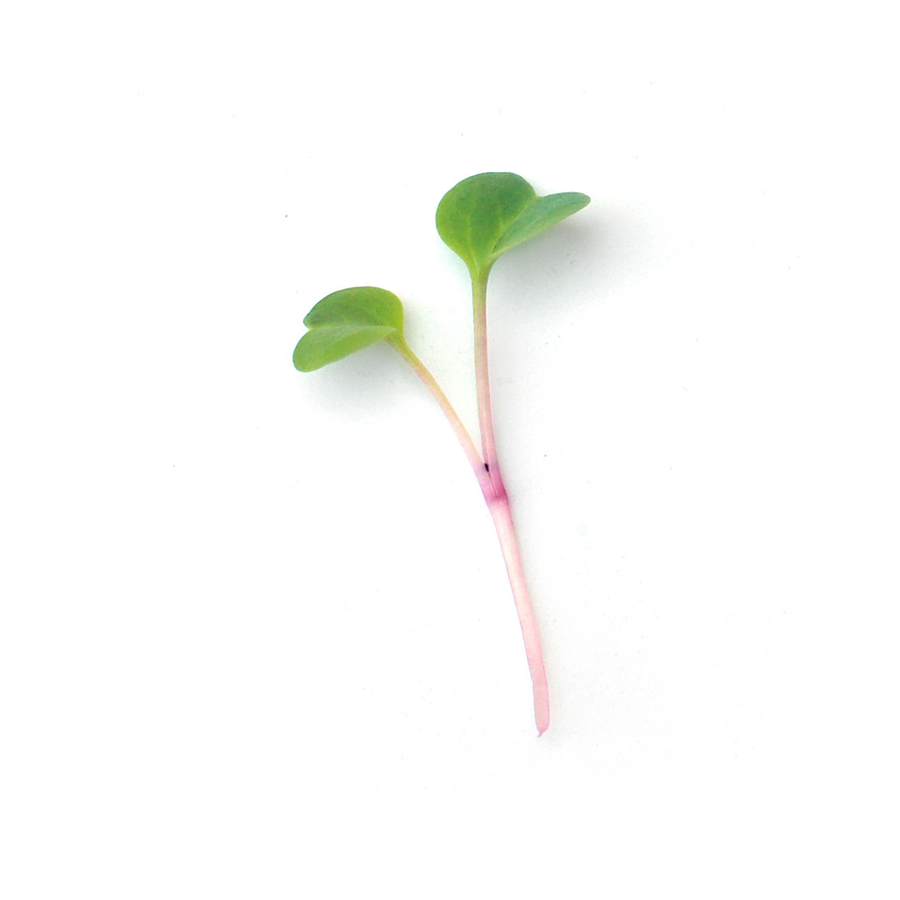 Micropousses - Radis rose