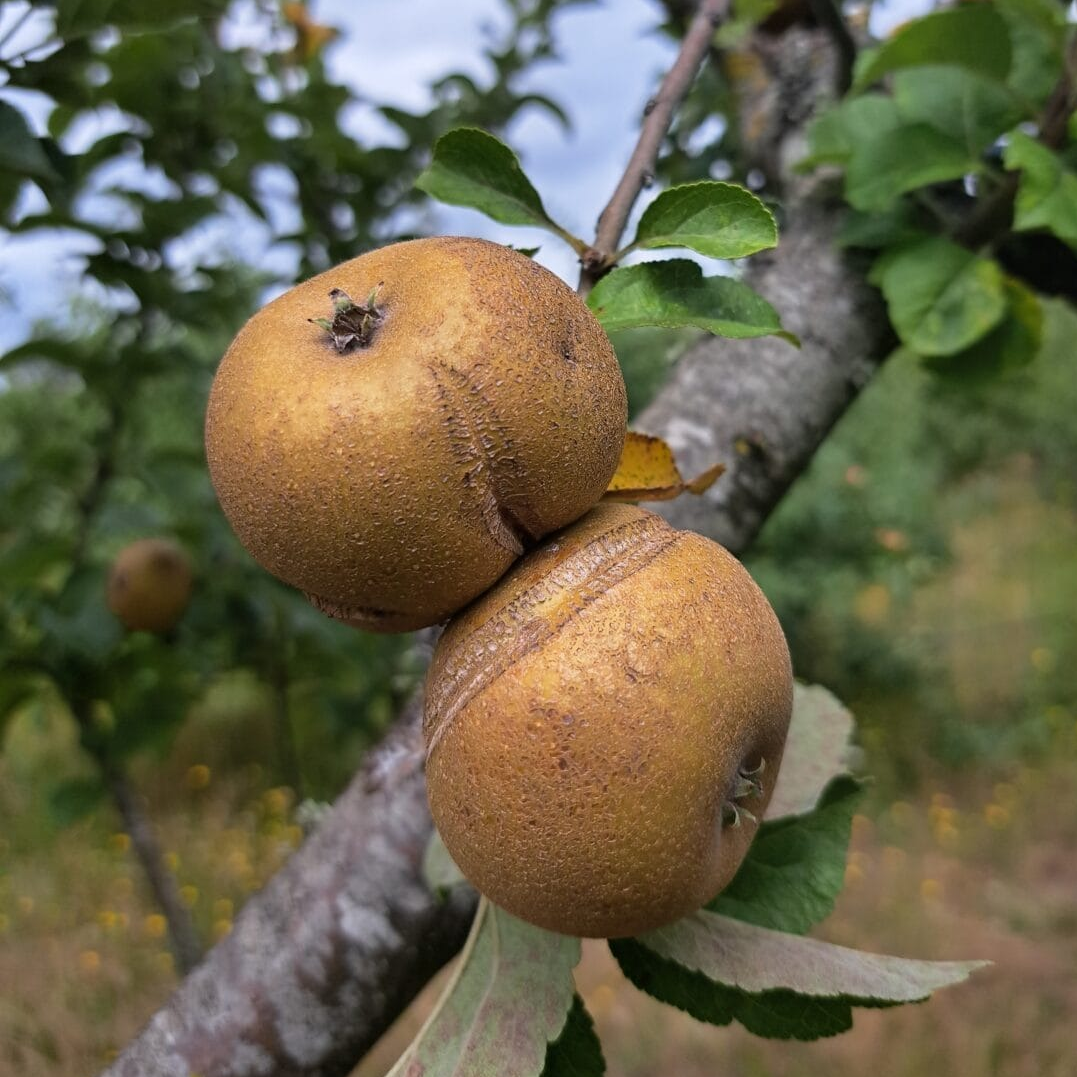 Pommier 'Patte de loup' / Em7 Racines nues