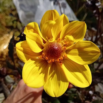 Dahlias (jaune) X10