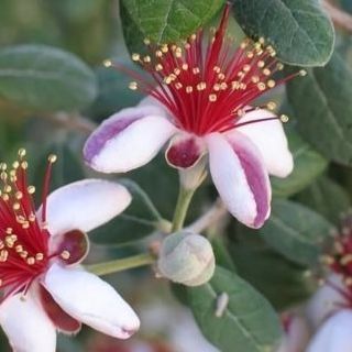 Feijoa Triumph