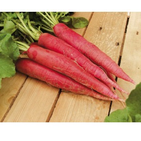 Radis rave Rose Ostergruss