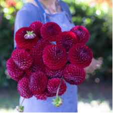 Tubercule - Dahlia Ivanetti